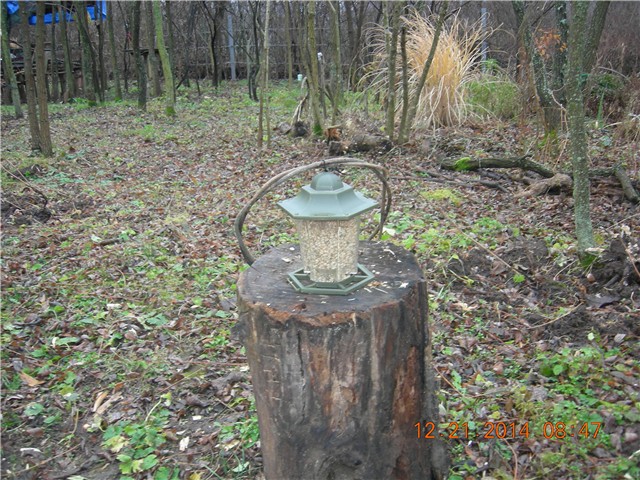 arčilend